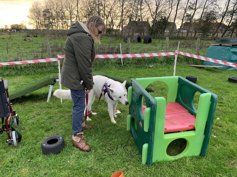 How Scentwork can benefit your dog.