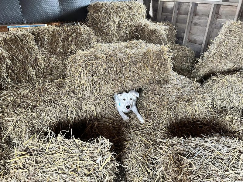 SkellyWags Stable Searches