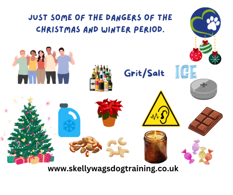 The potential risks to our dogs at Christmas.