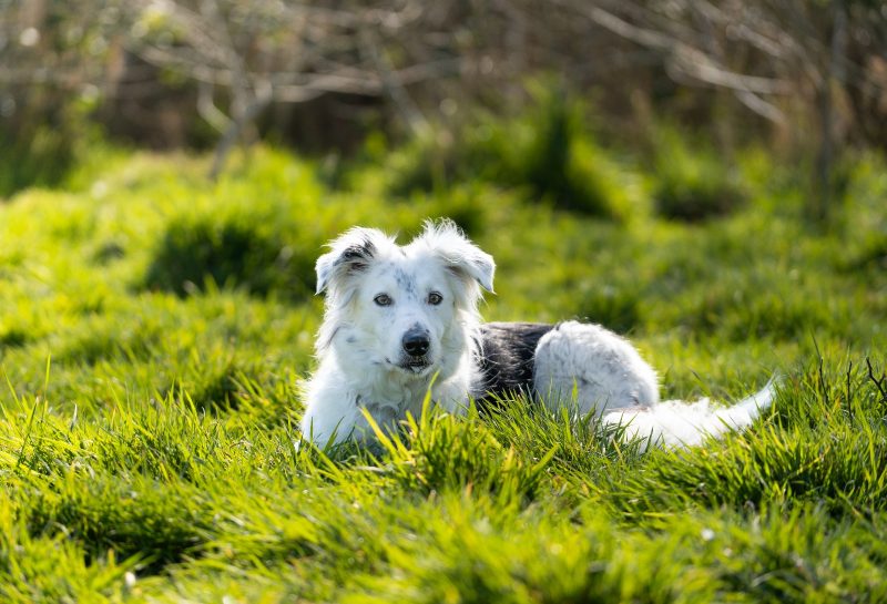 1-2-1 Dog Training “Say Sausages” sessions!