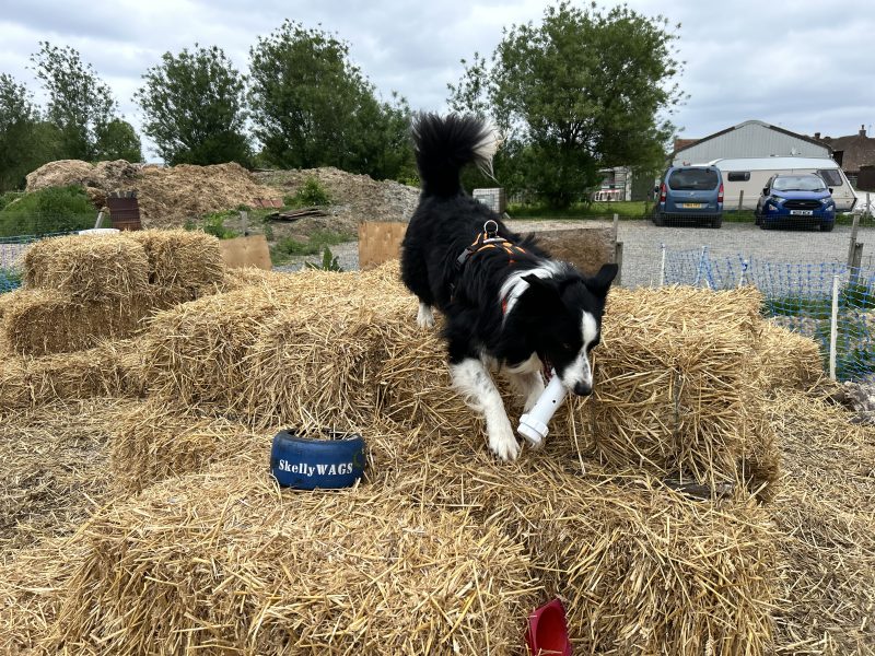 Beginners Scentwork Game.