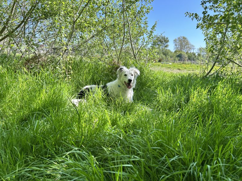 Hot Weather and Dogs: Why Sometimes the Best Walk is No Walk at All