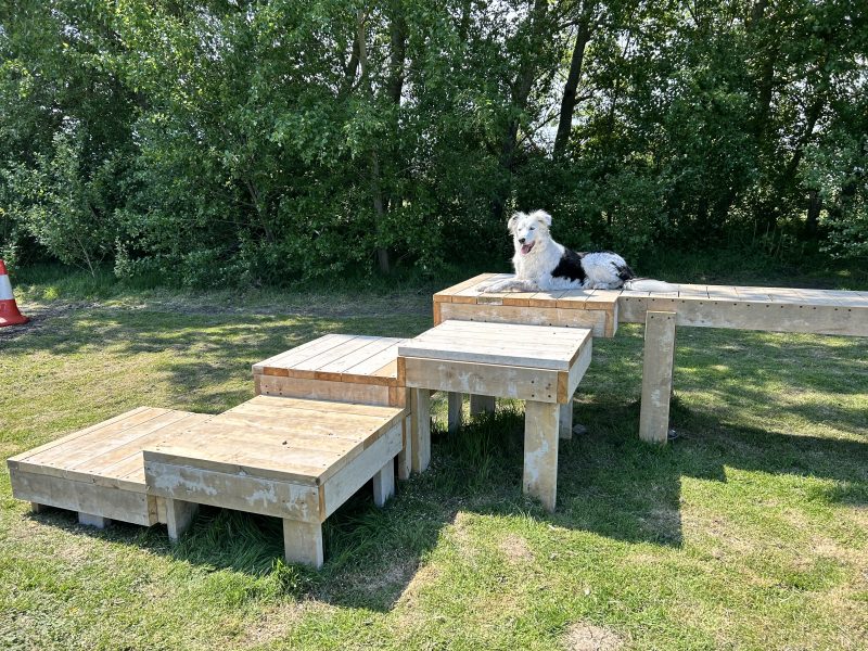 Border collie settled