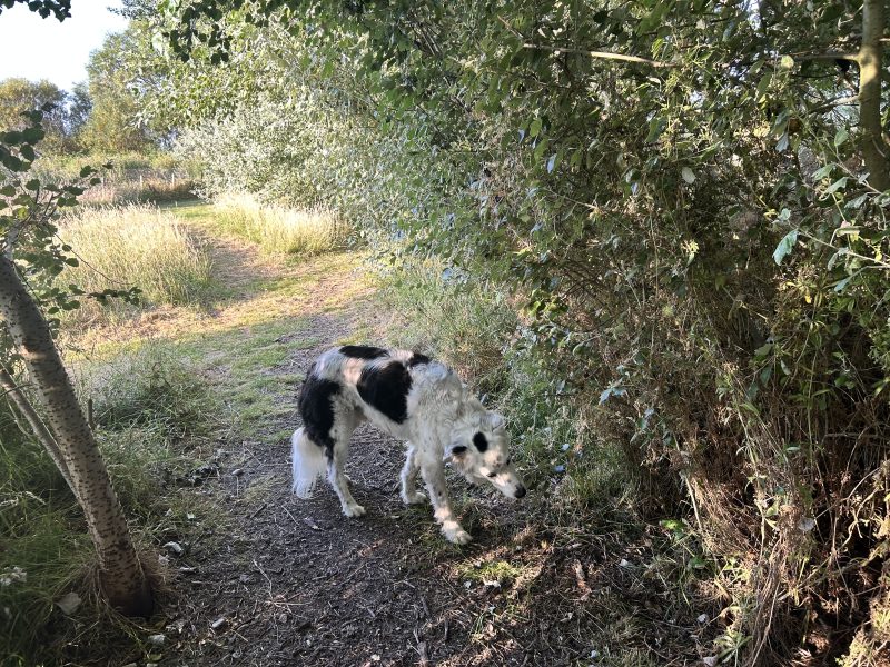 Border collie sniffing