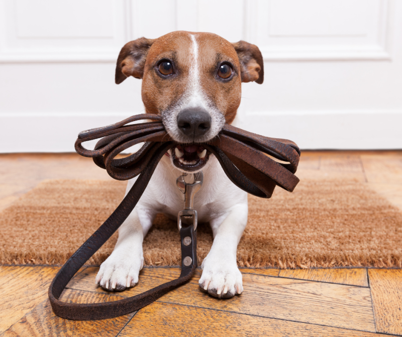 Dog holding a lead
