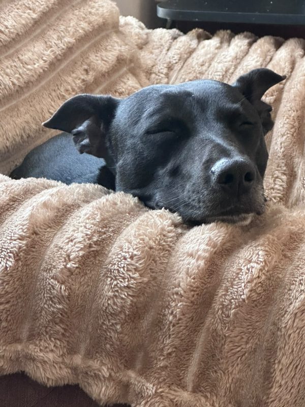 When a Dog Says “Not Yet”. We Should Listen