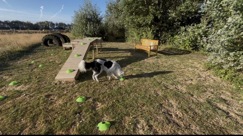 What Is Scentwork for Dogs? A Beginner’s Guide