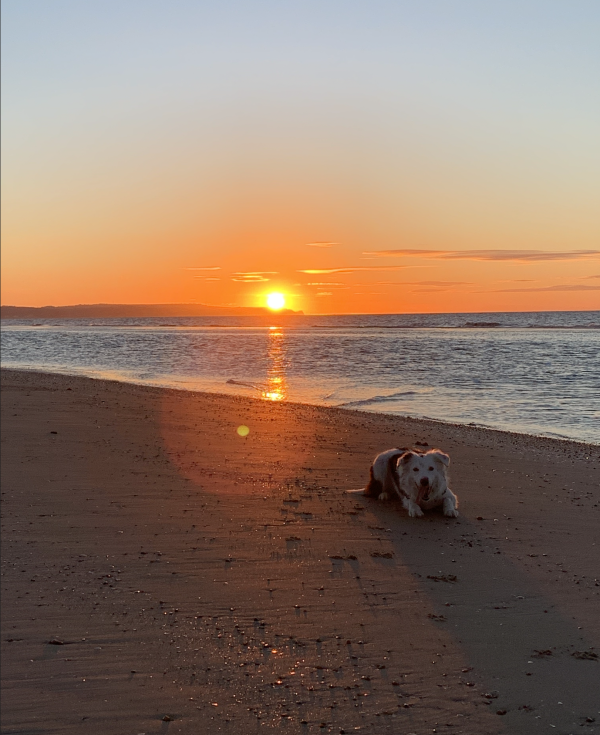 Beach sunrise with a dog