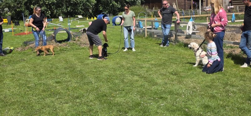 Dog trainer with puppies